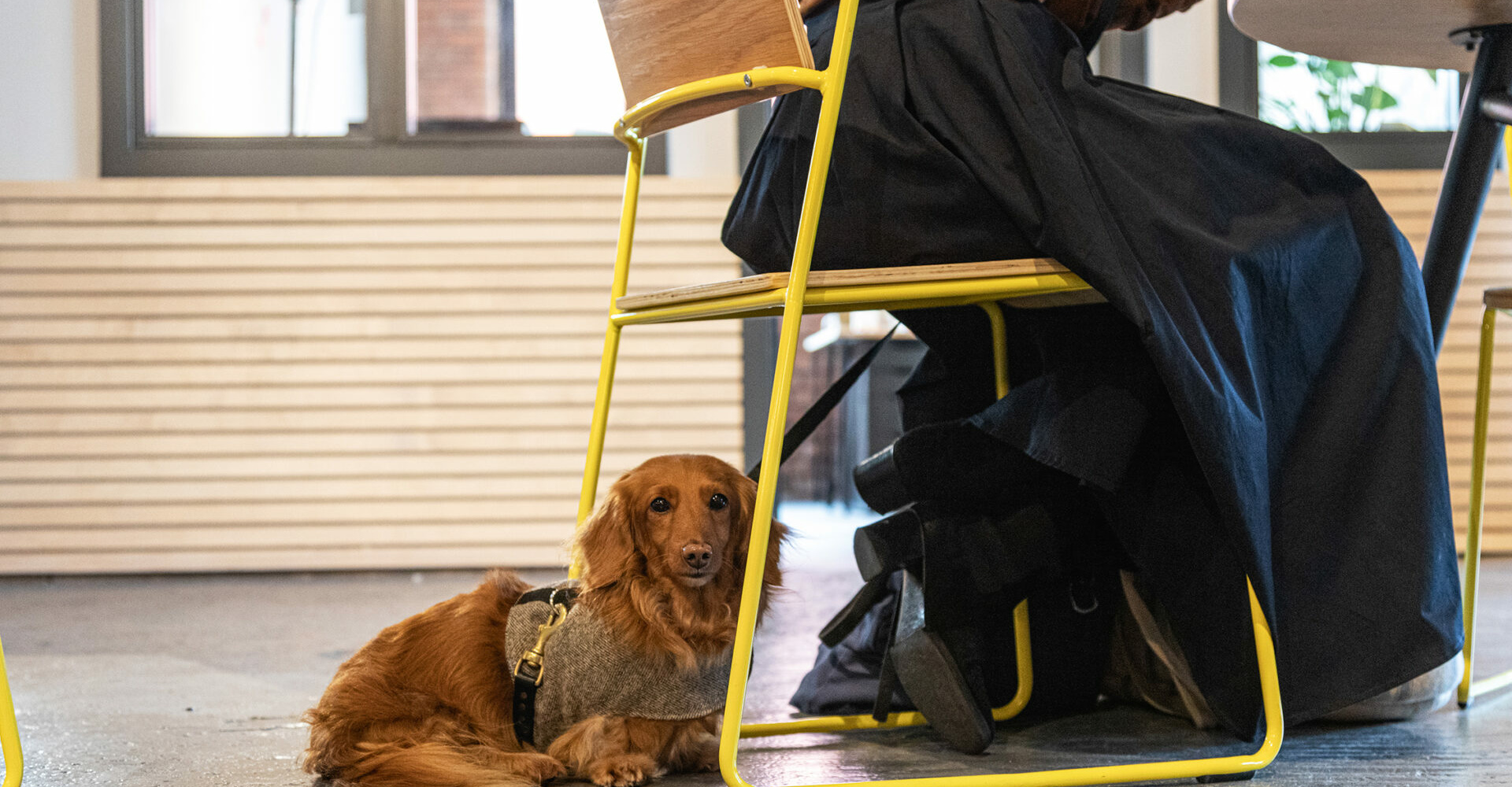 Harriet-dog-cigar-factory-coworking-Southville-Bristol