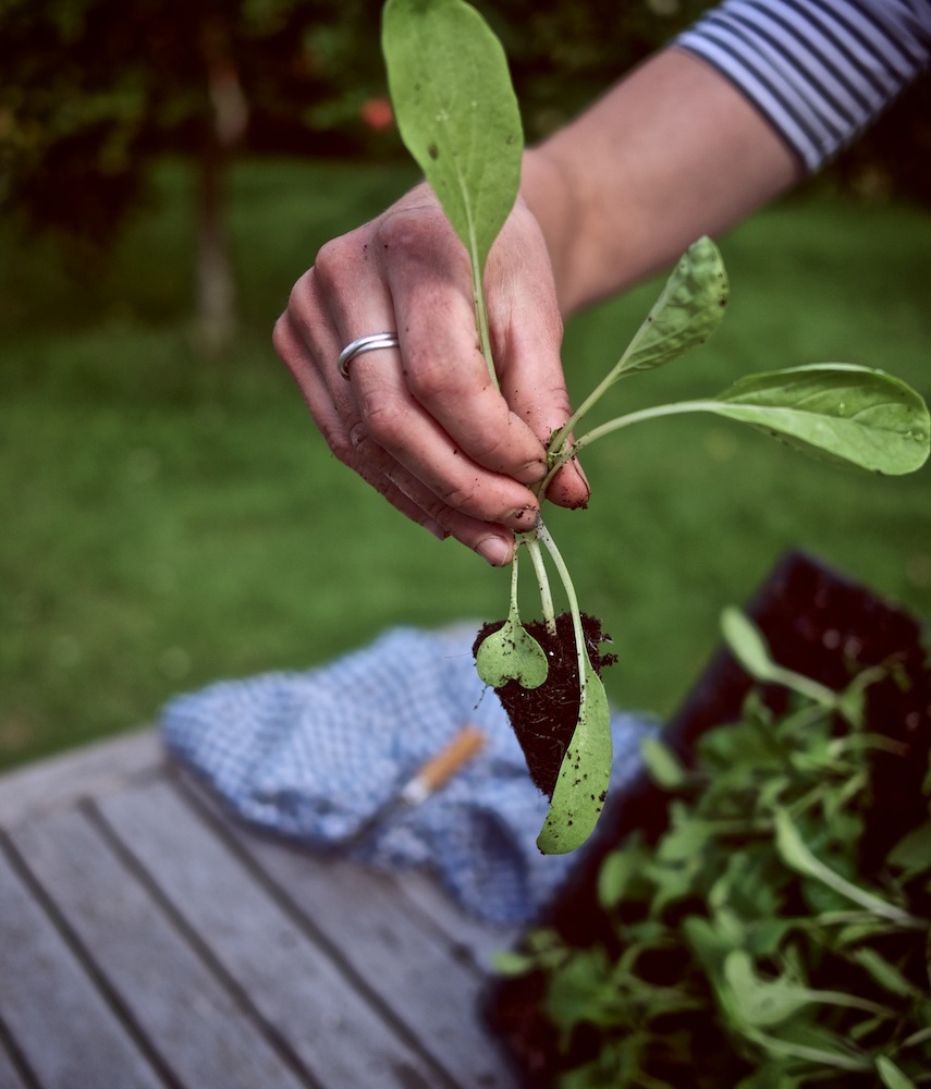 plants-do-something-grow-coworking-Bristol