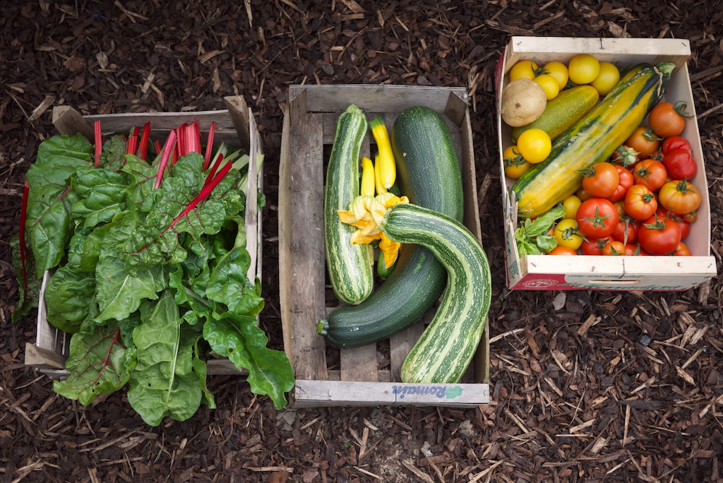 do-something-new-2-grow-your-own-veg