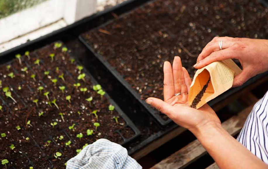 do-something-new-2-grow-your-own-veg