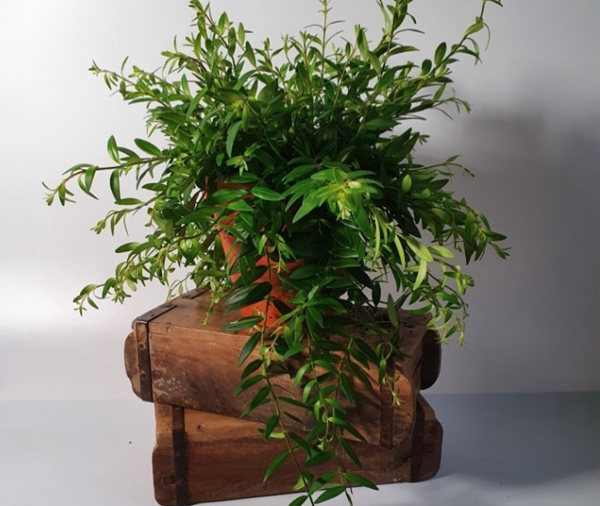 plants-coworking-Bristol